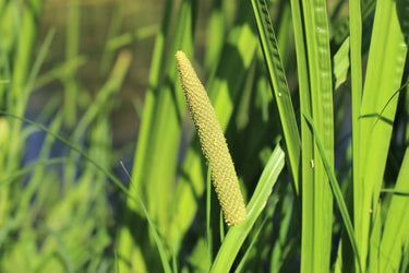 250 SWEET FLAG GRASS Wetland Pond Acorus Calamus Ornamental Seeds